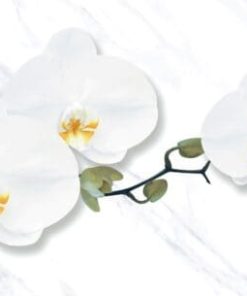 gach apodio 40x80 48814D