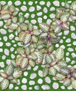 GẠCH ĐỒNG TÂM 40X40 MÃ 4040GREENERY004